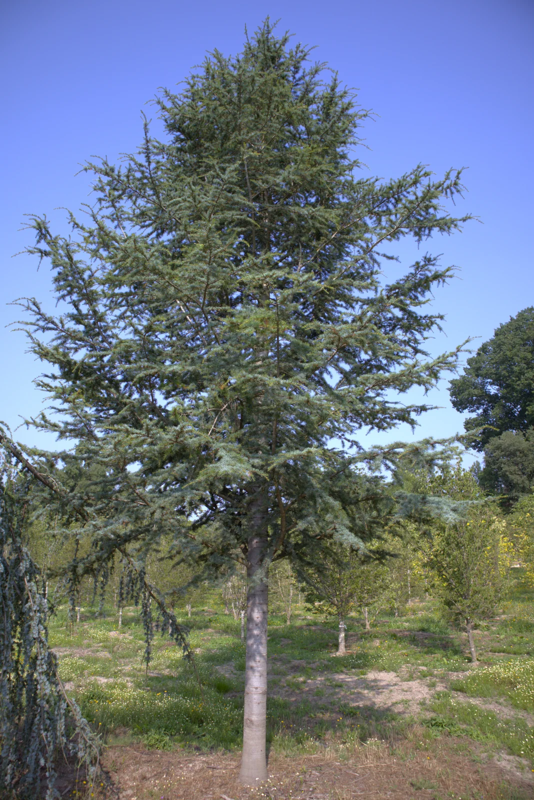 Cedro-do-atlas