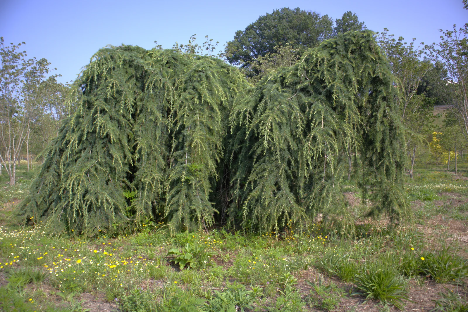 Cedro-do-himalaia 'Pendula'