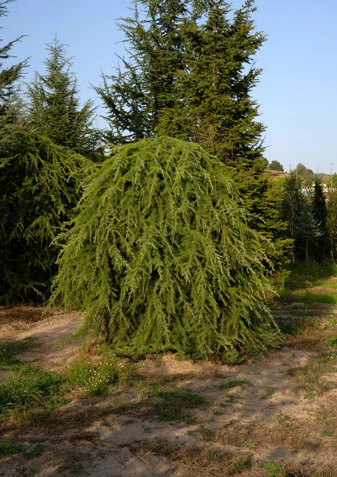 Cedrus deodara 'Pendula'