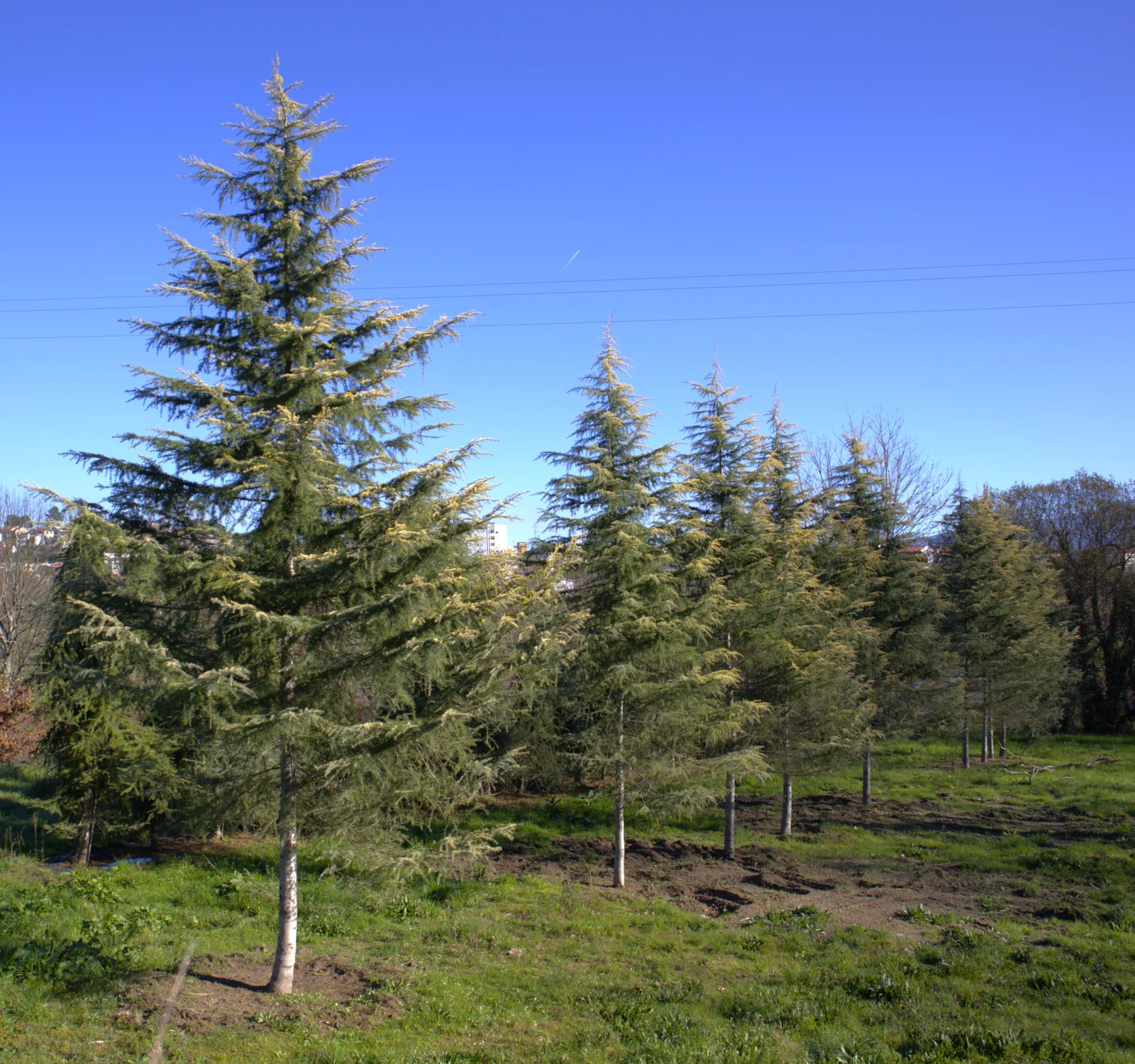 Cedro-do-himalaia 'Aurea'