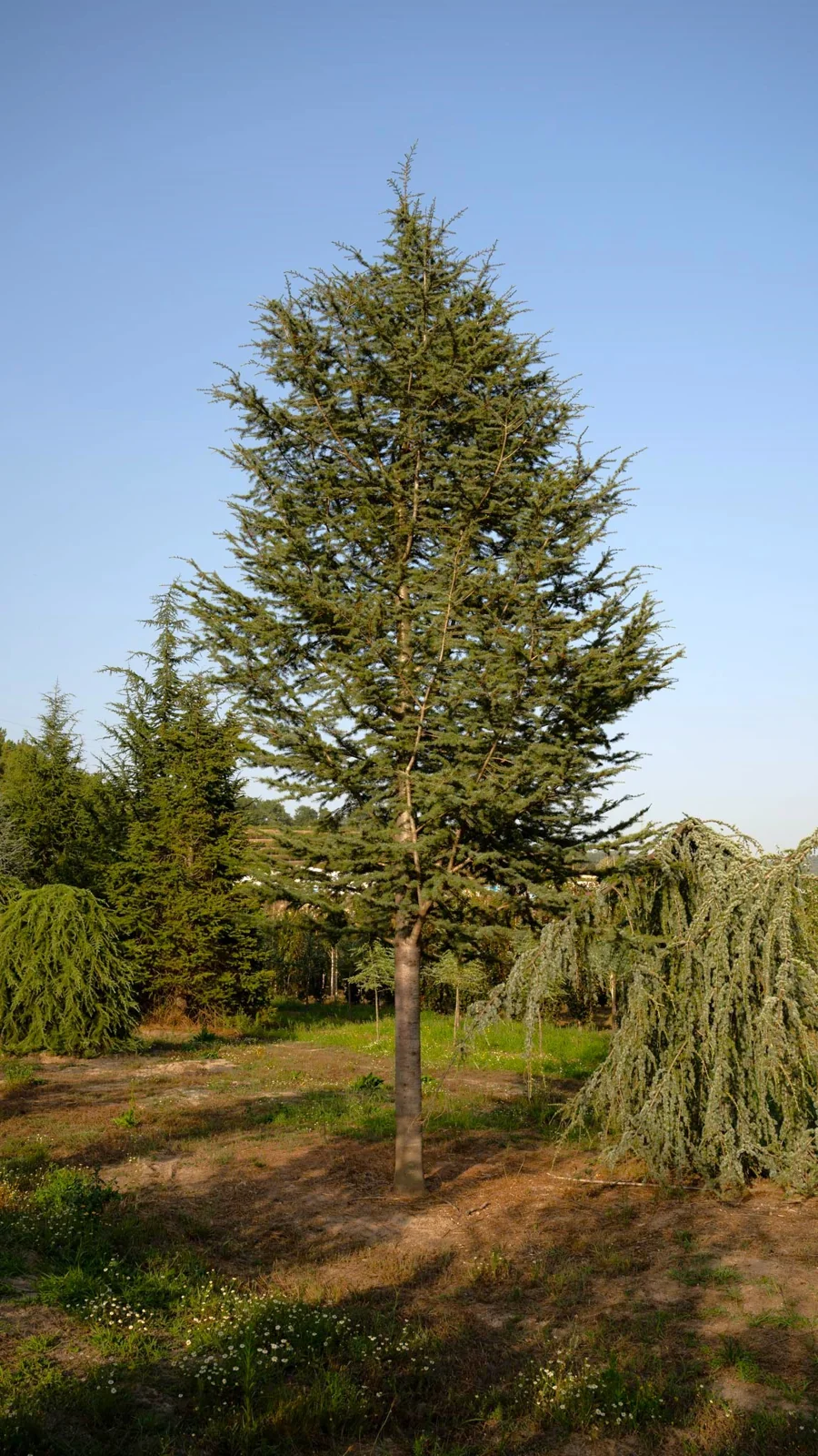 Cedrus libani