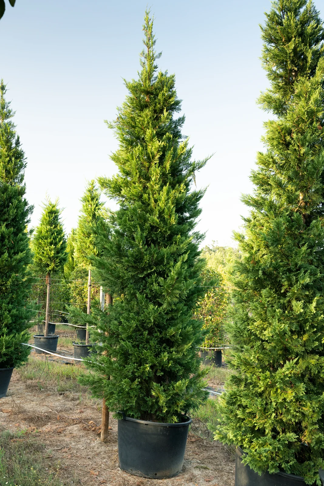 Cupressocyparis leylandii