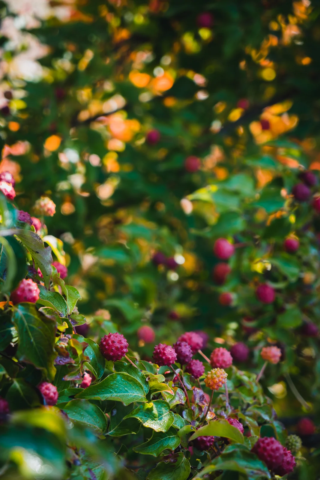 Cornus kousa 'Chinensis'