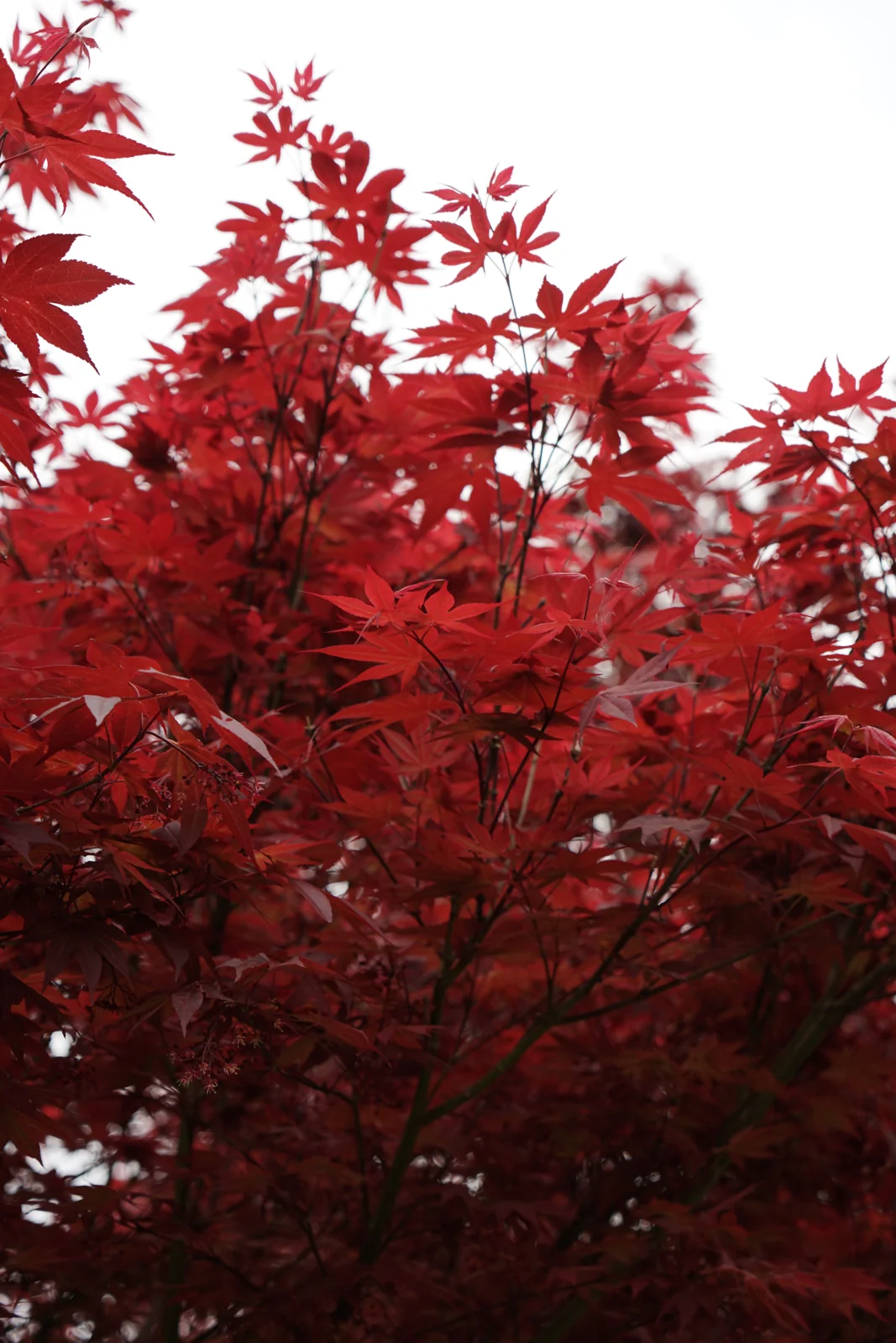 Acer palmatum 'Fireglow'
