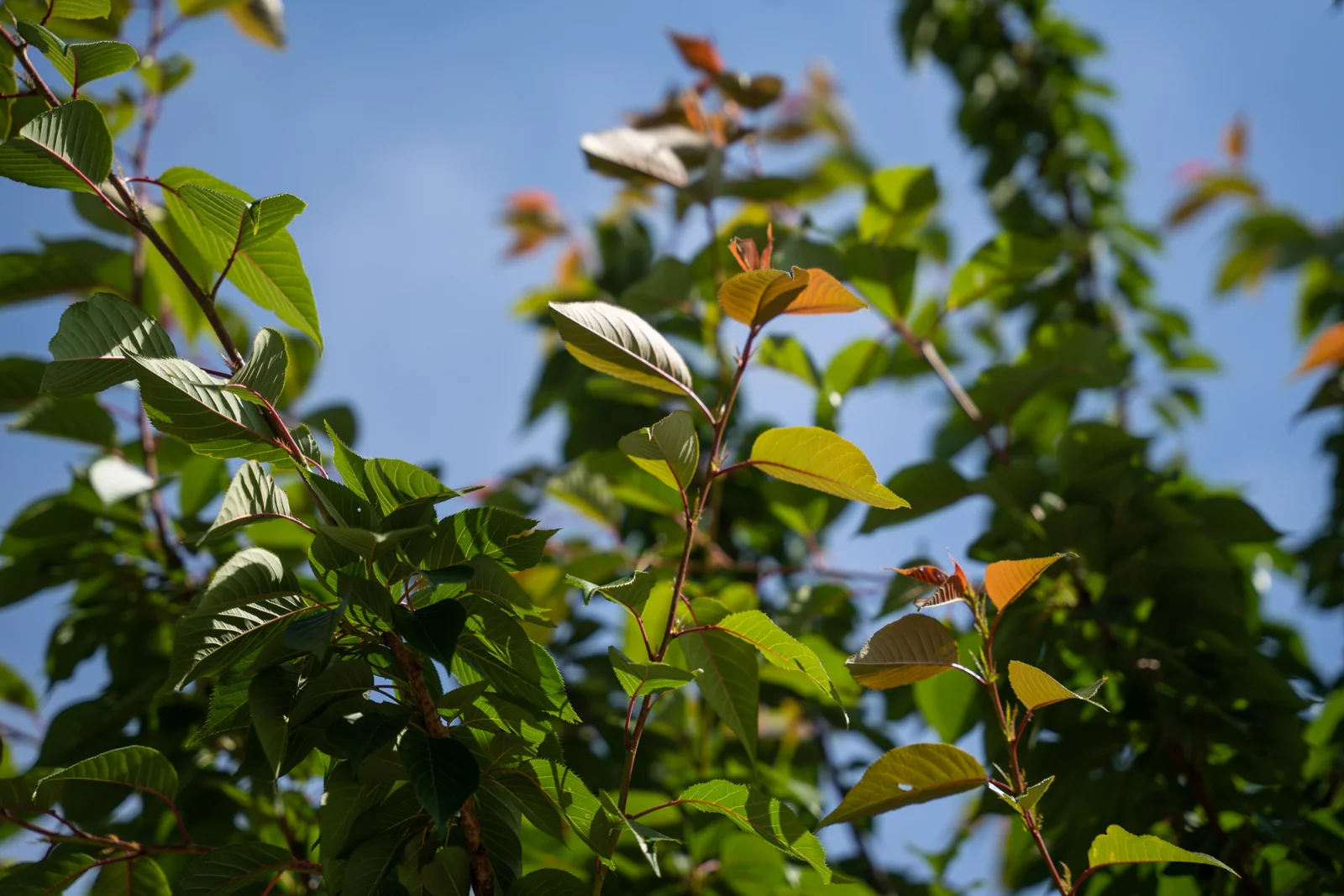 Prunus serrulata 'Kanzan'