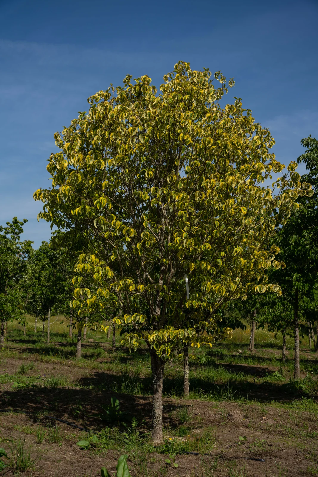 Cornus florida 'Rainbow'