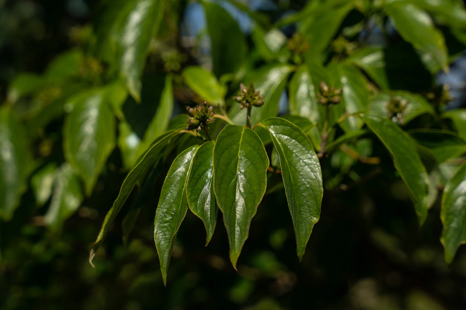 Cornus florida