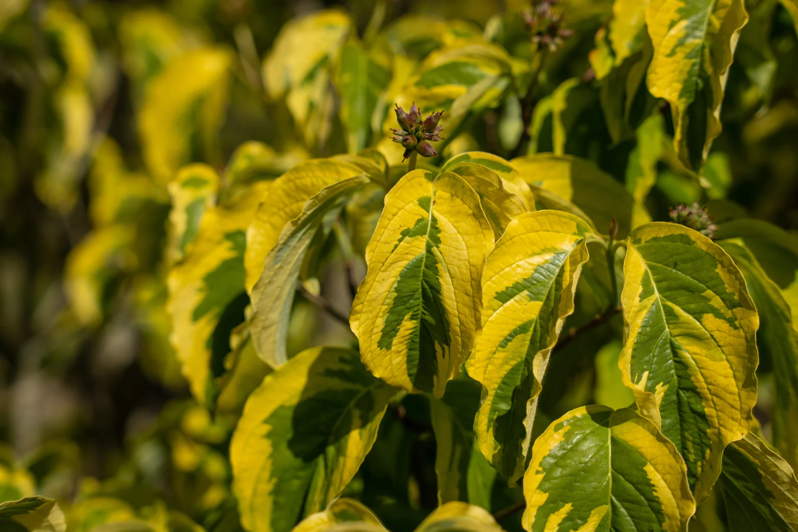 Cornus florida 'Rainbow'