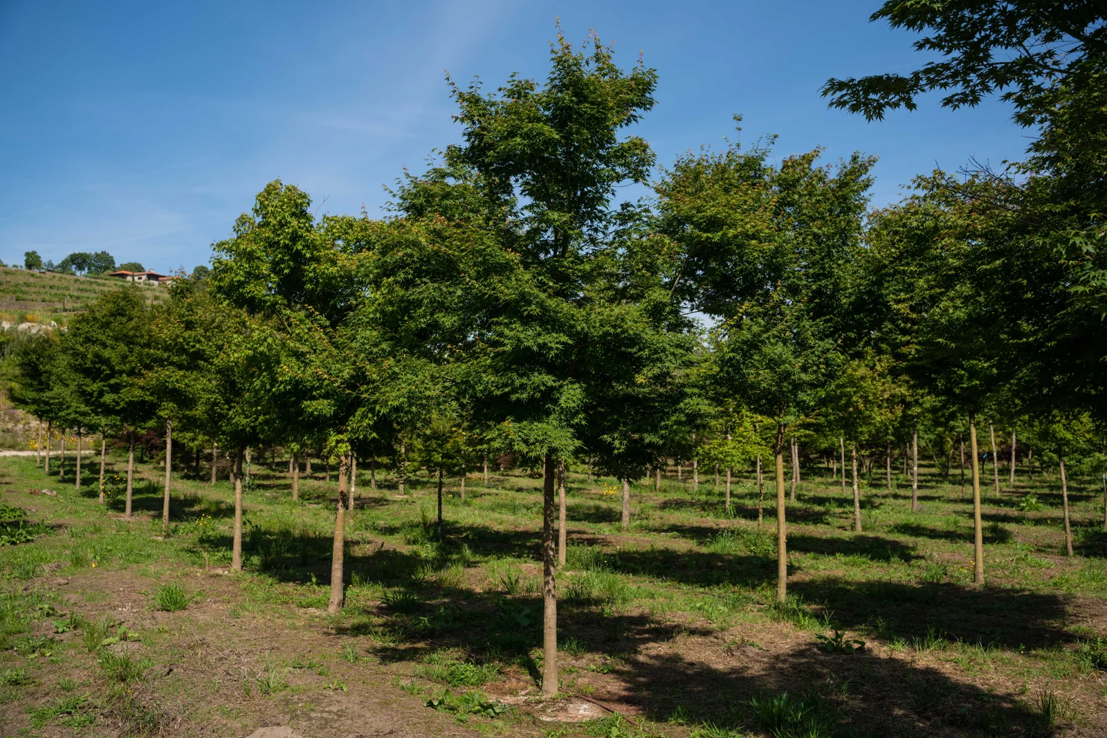 Acer palmatum