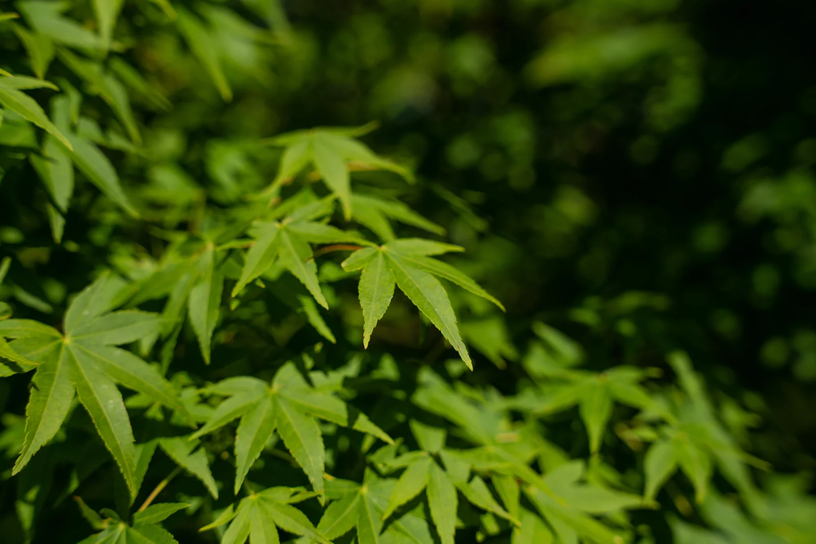 Acer palmatum