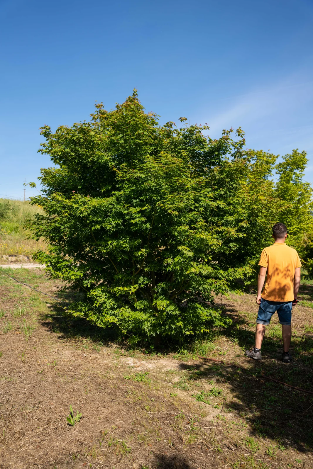 Acer palmatum