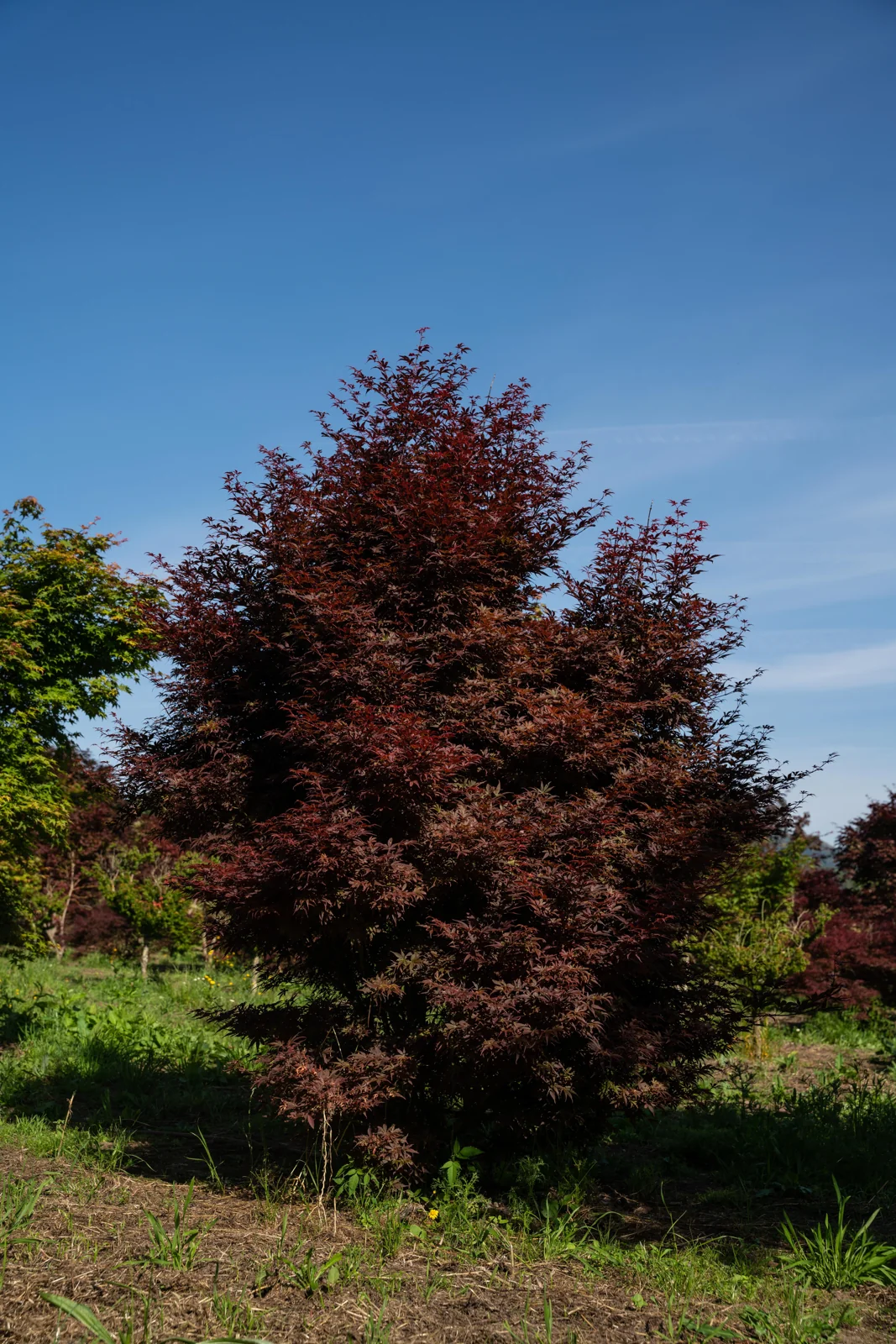 Acer palmatum 'Shaina'