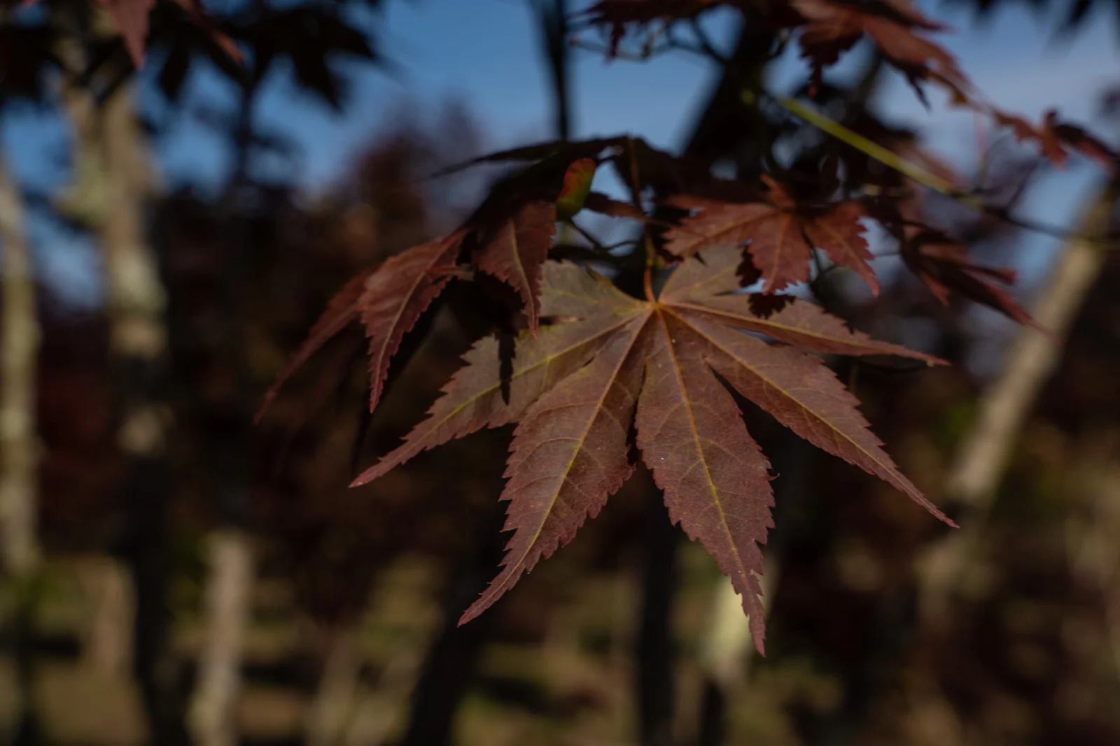 Acer palmatum 'Atropurpureum'