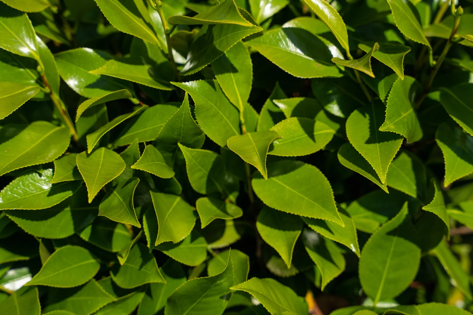 Camellia japonica