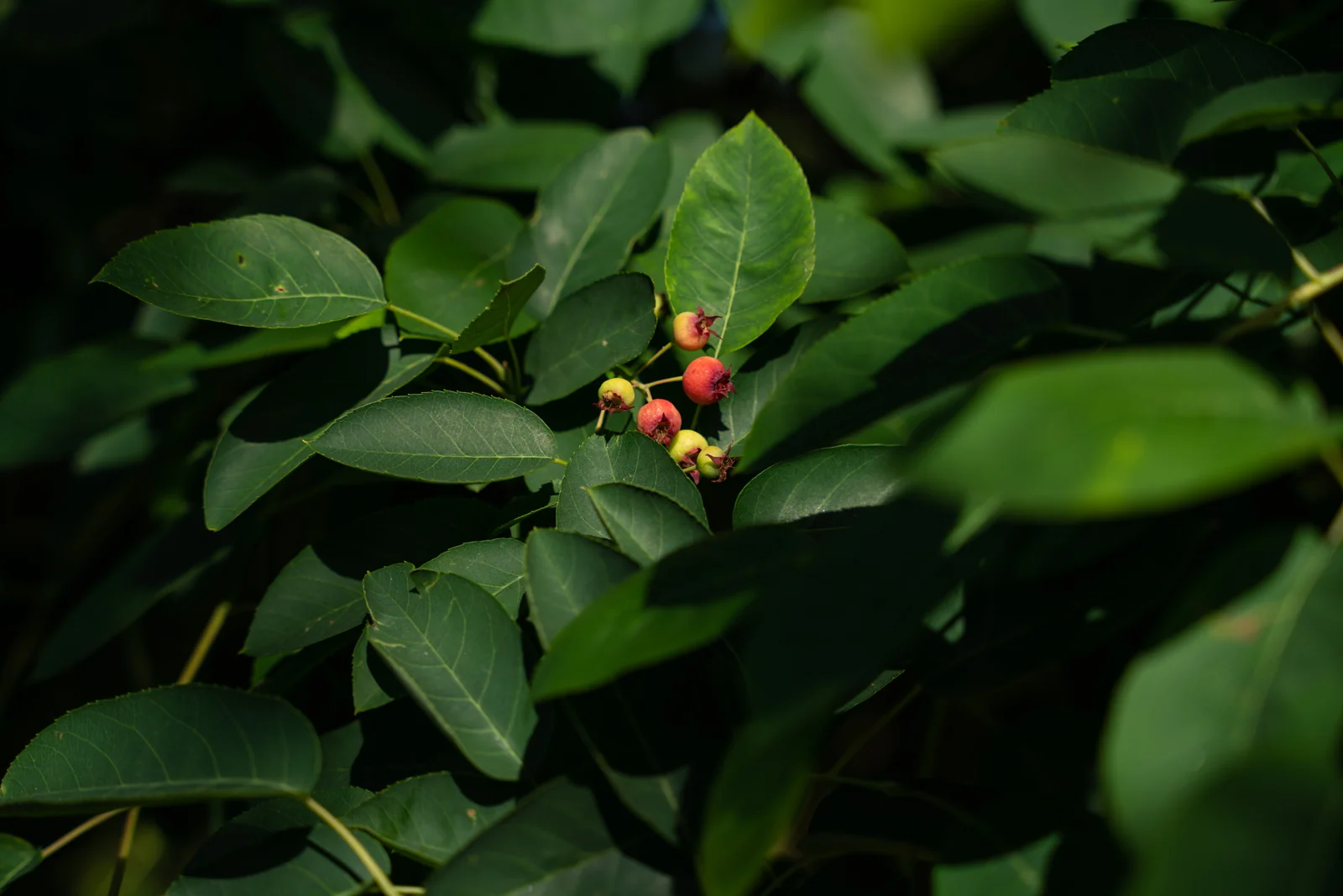 Amelanchier lamarckii