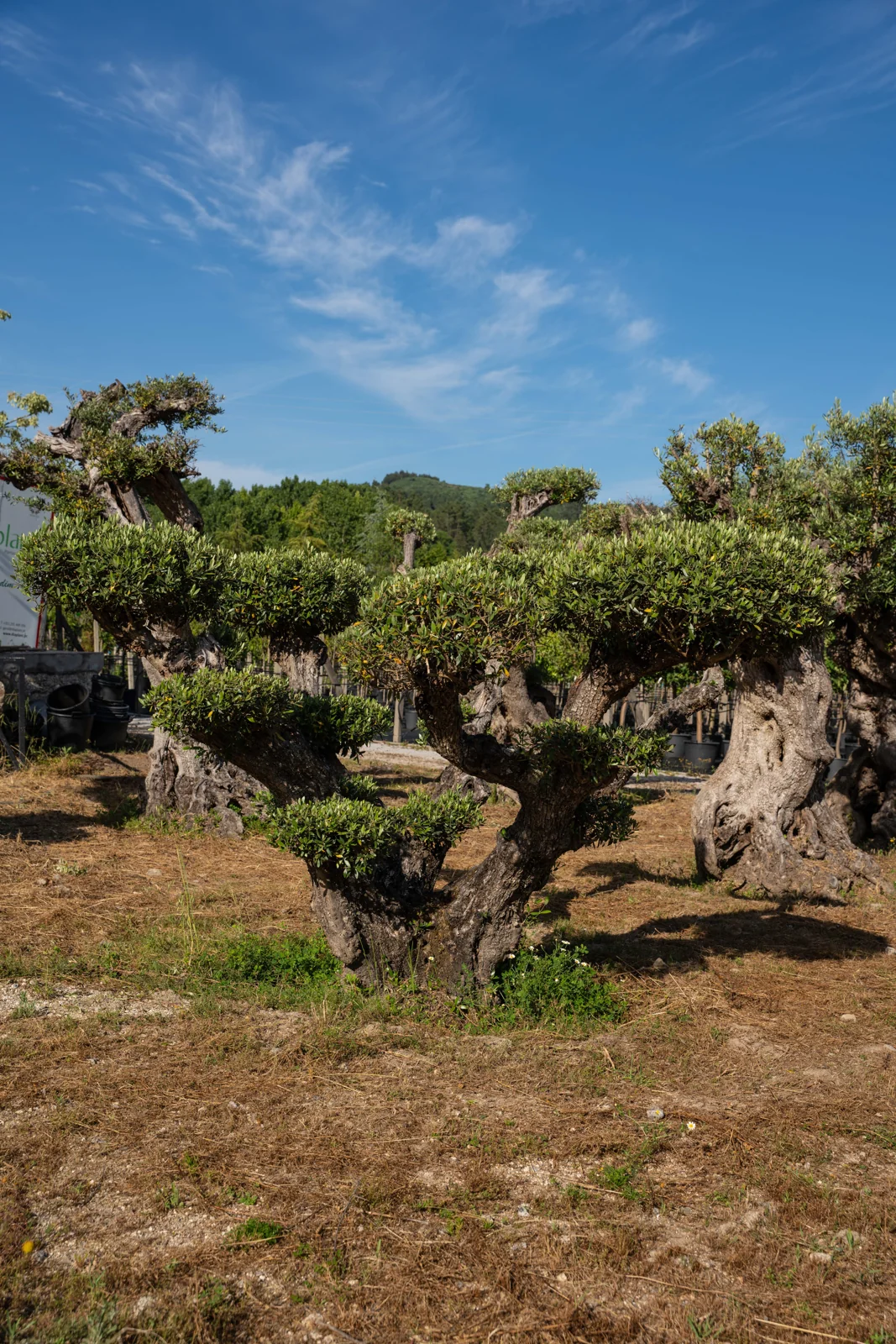 Olea europaea
