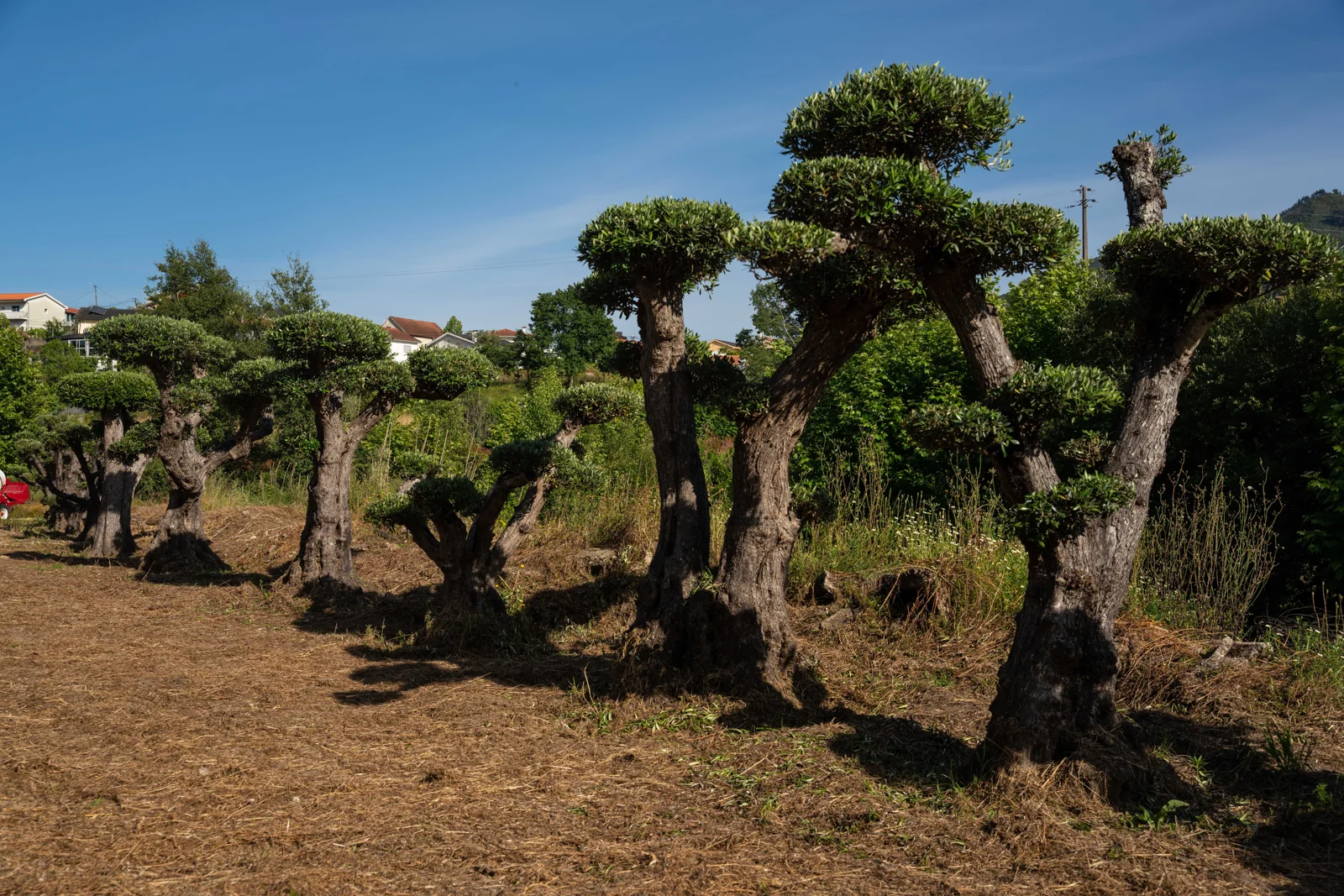 Olea europaea
