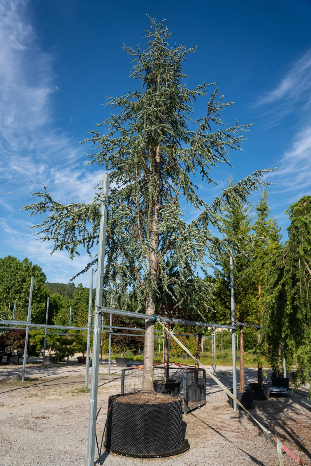 Cedrus atlantica 'Glauca'
