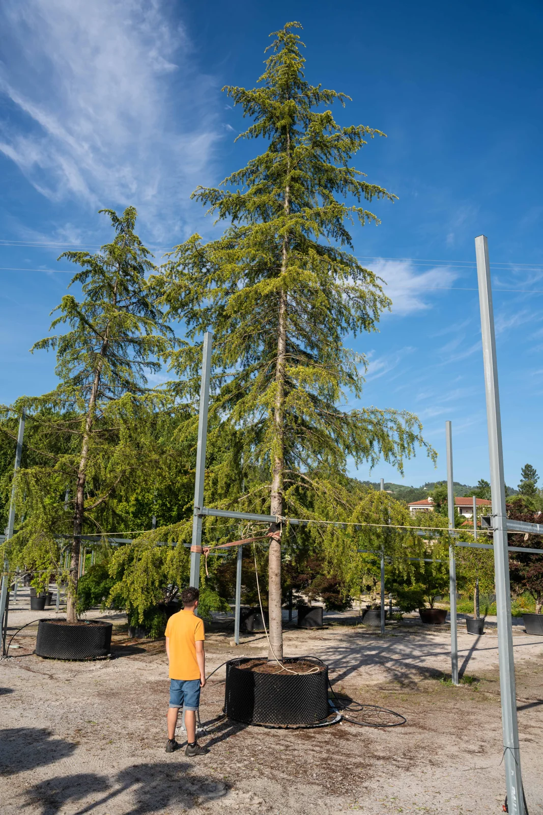 Cedrus deodara 'Aurea'