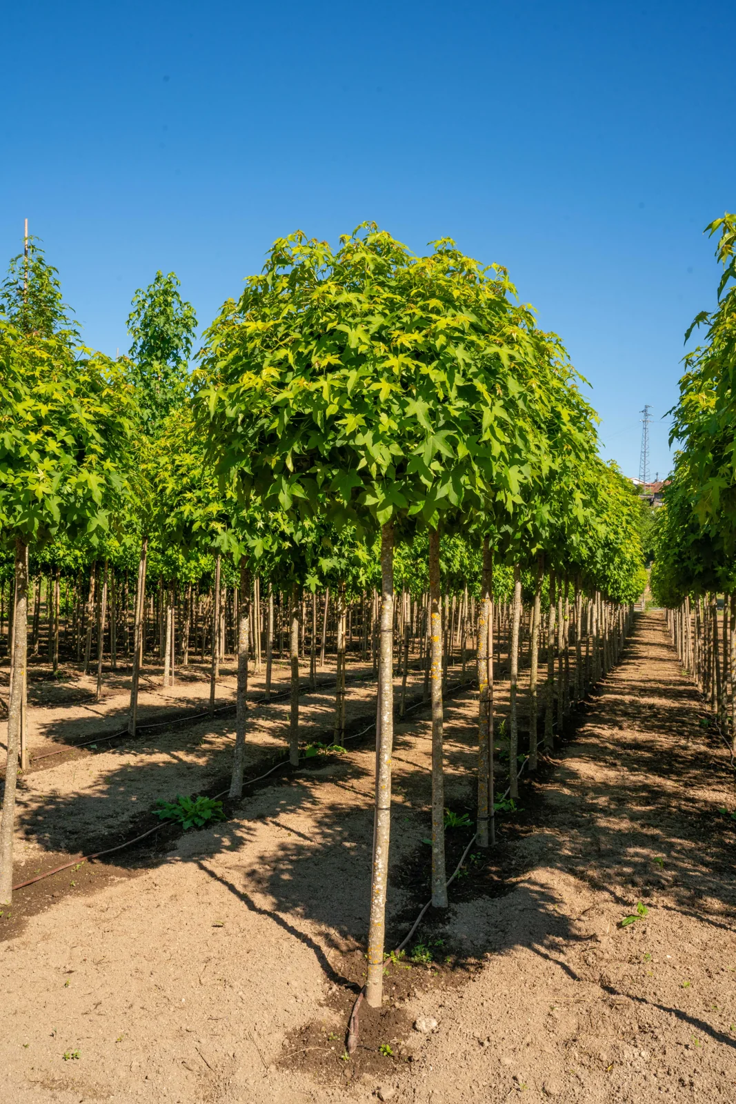 Liquidambar styraciflua 'Globosum'