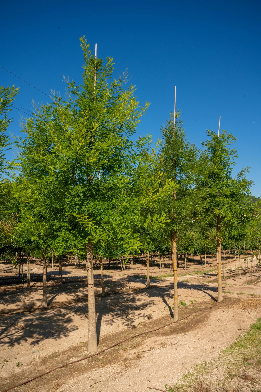 Sophora japonica