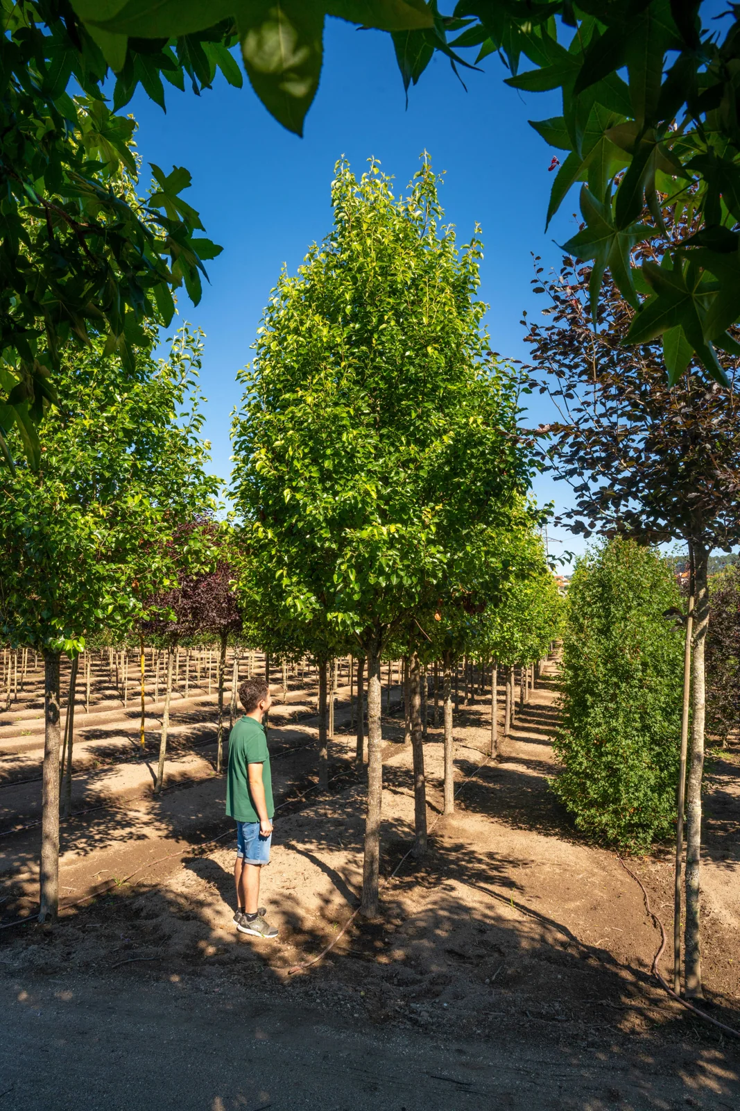 Pyrus calleryana 'Chanticleer'
