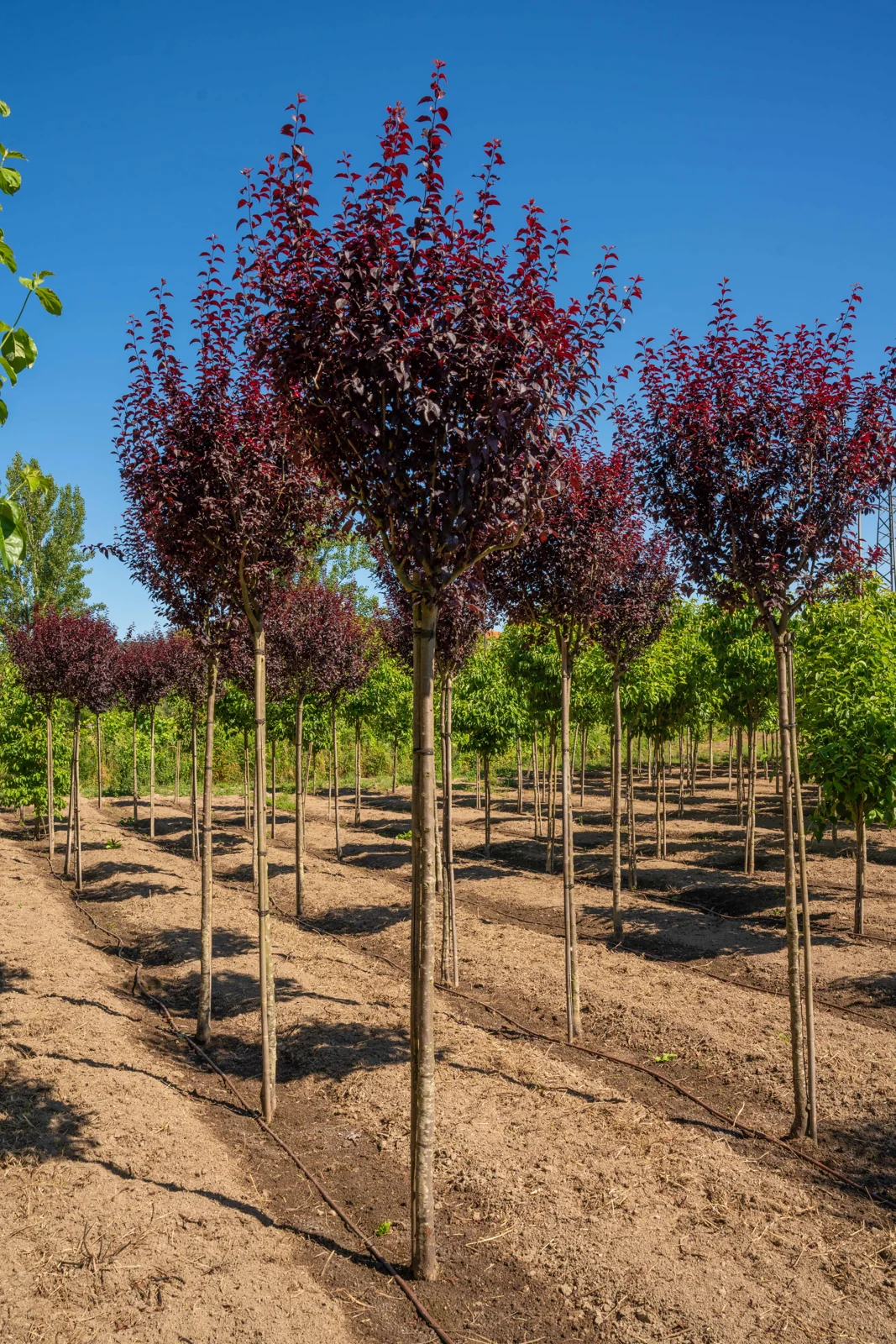 Prunus cerasifera 'Pissardii Nigra'