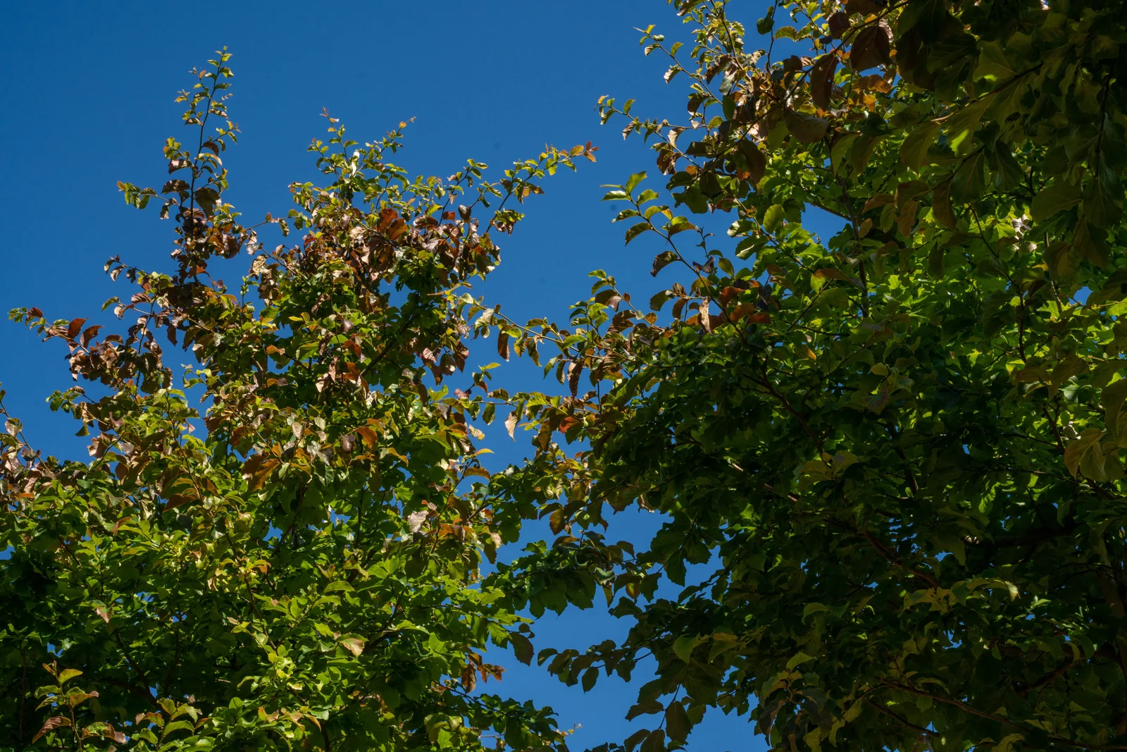 Parrotia persica