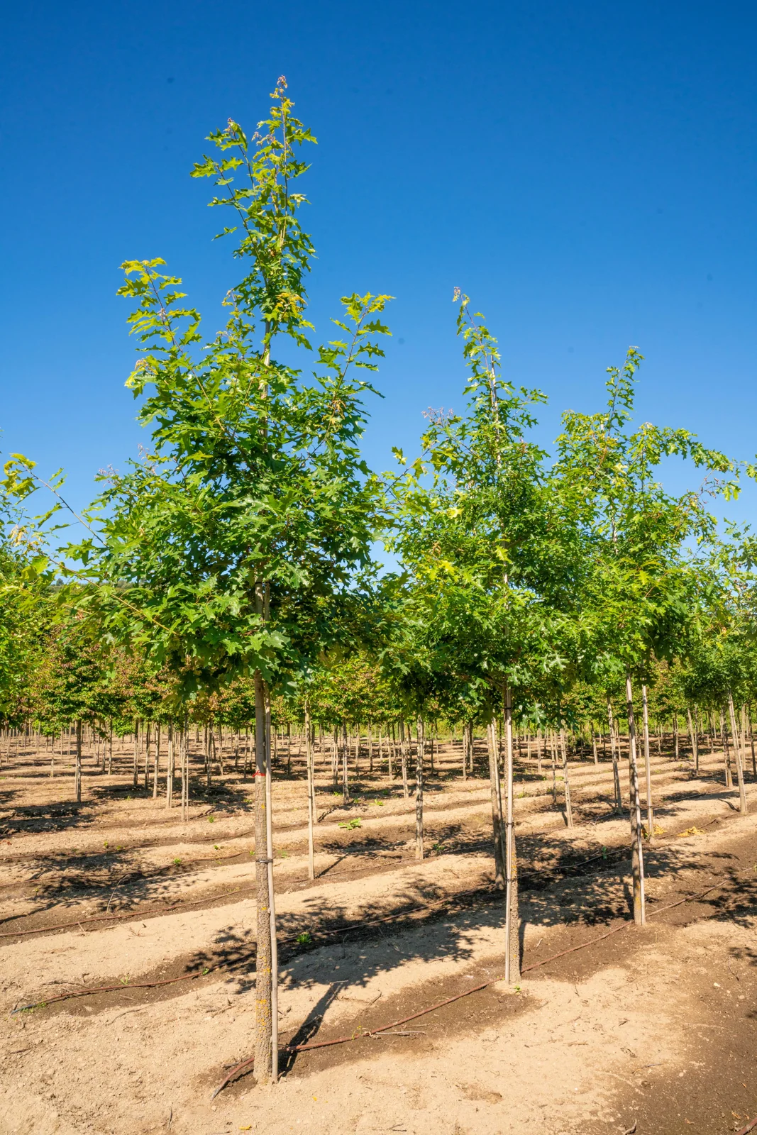 Quercus coccinea