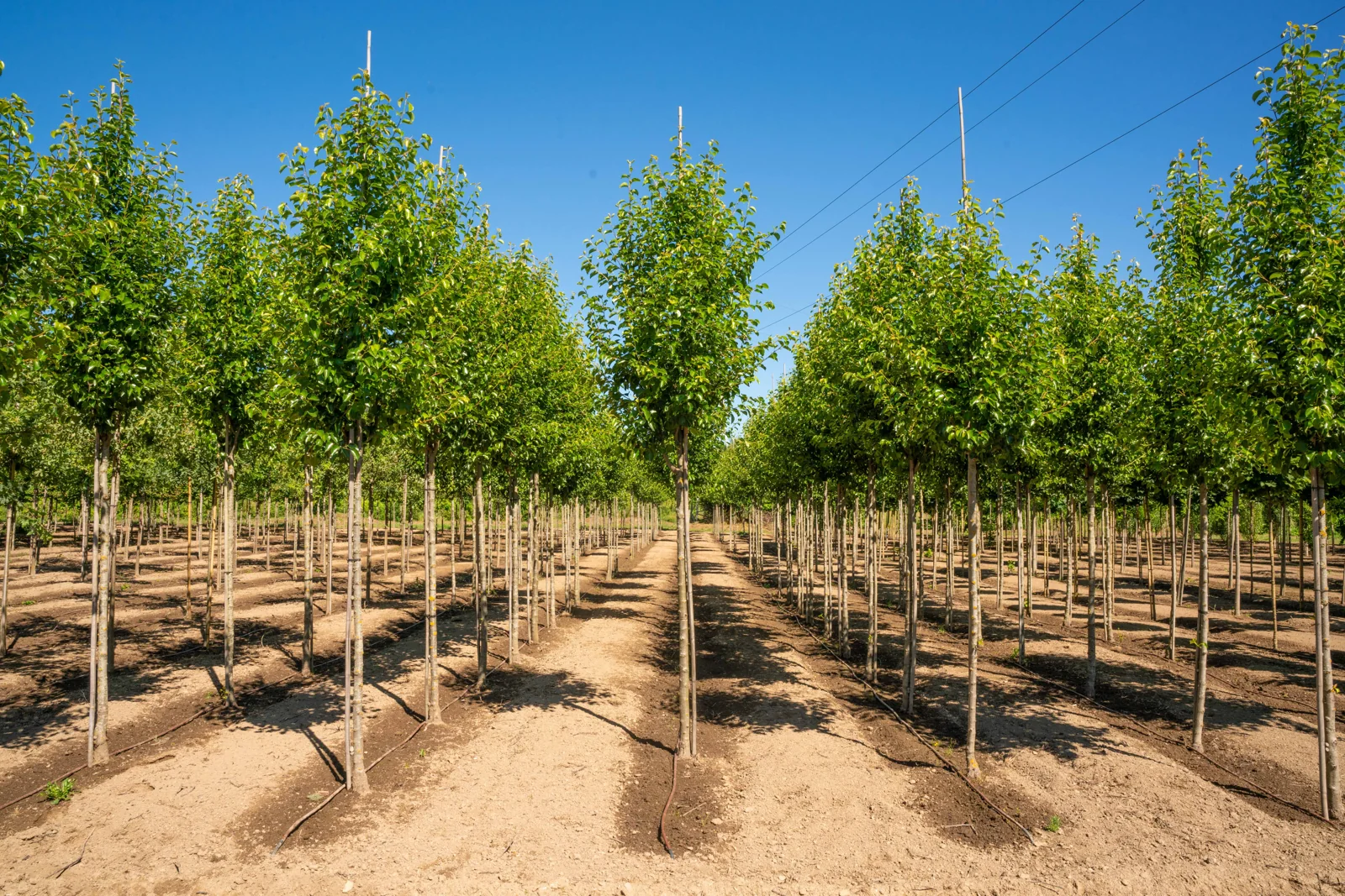 Pyrus calleryana 'Chanticleer'