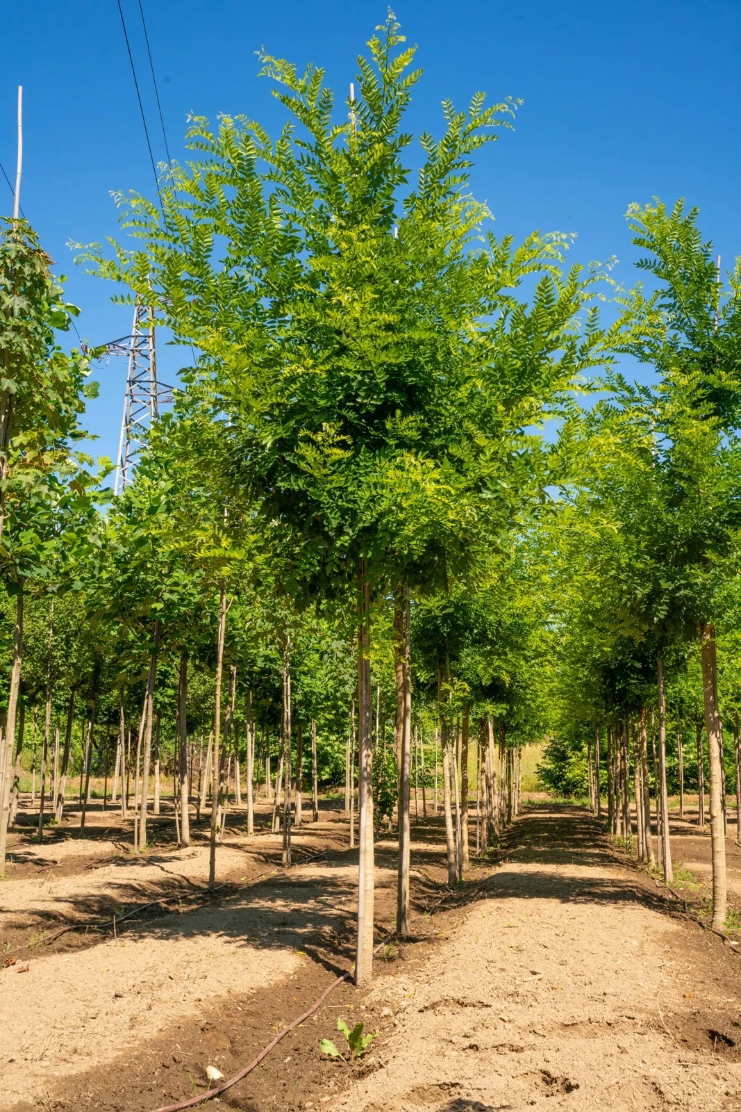 Sophora japonica