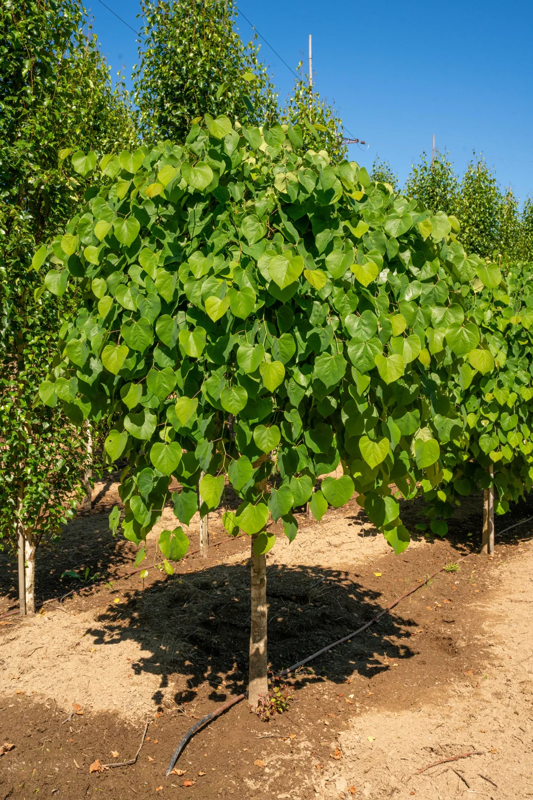 Cercis siliquastrum 'Pendula'