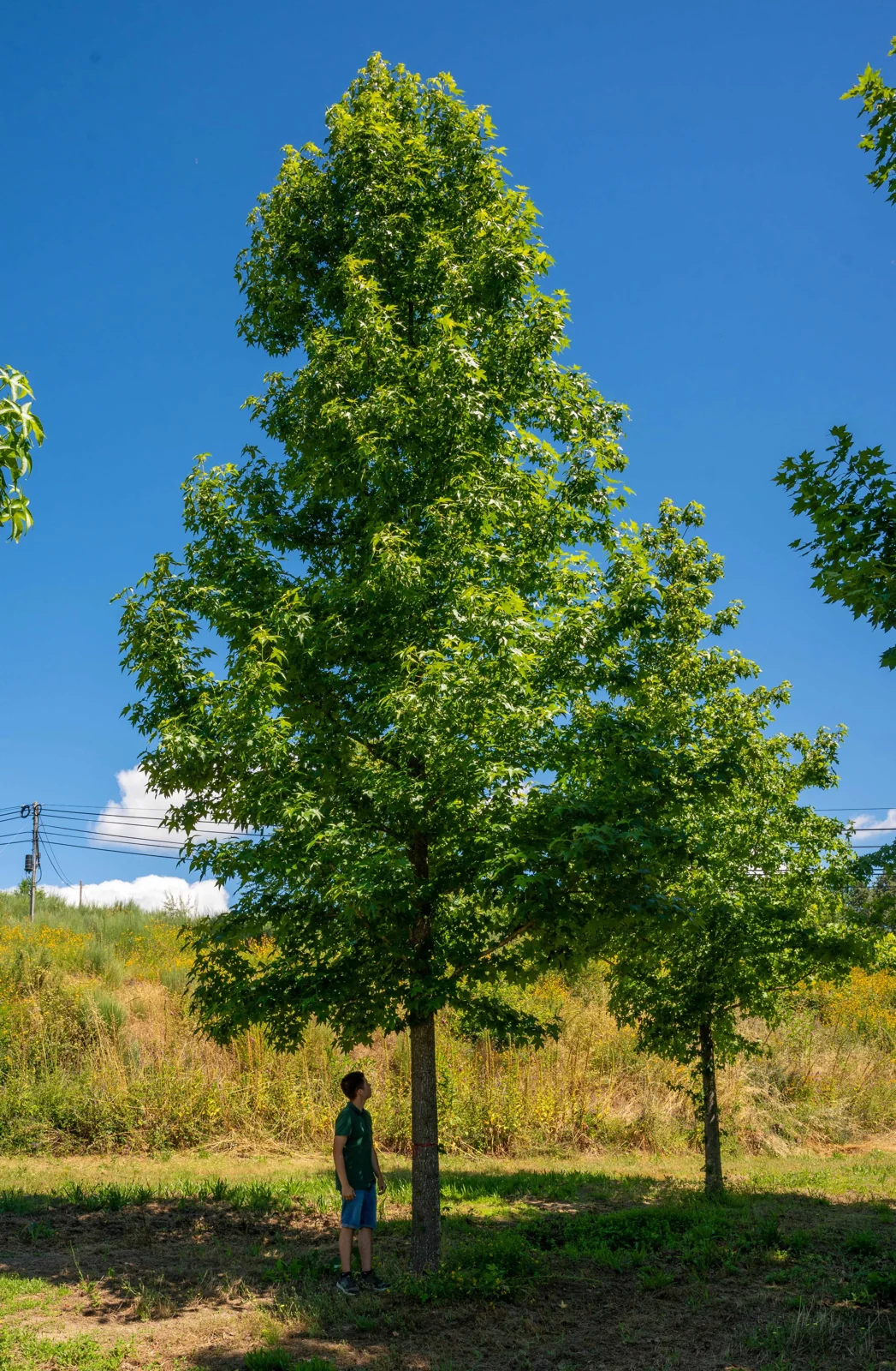 Liquidambar styraciflua