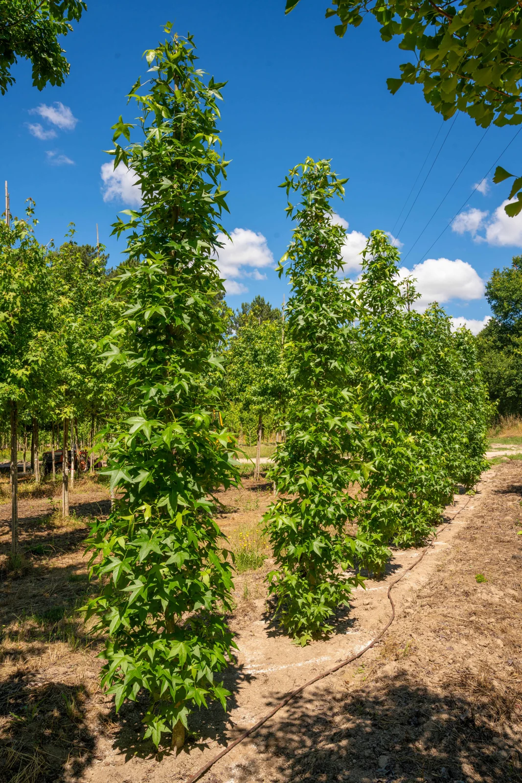 Liquidambar styraciflua 'Slender Silhouette'