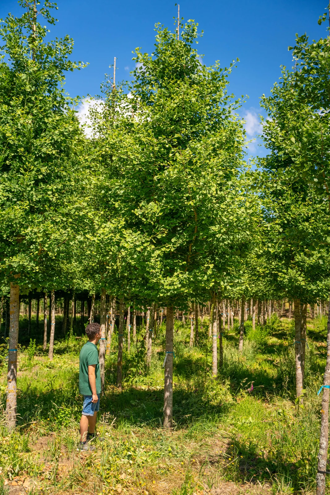 Ginkgo biloba