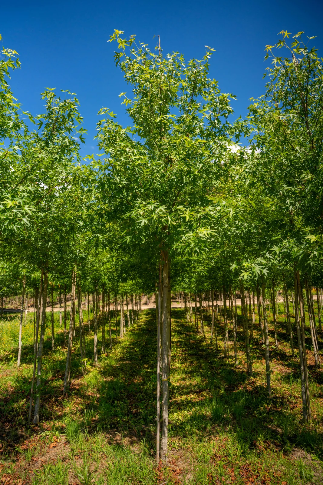 Liquidambar styraciflua 'Worplesdon'