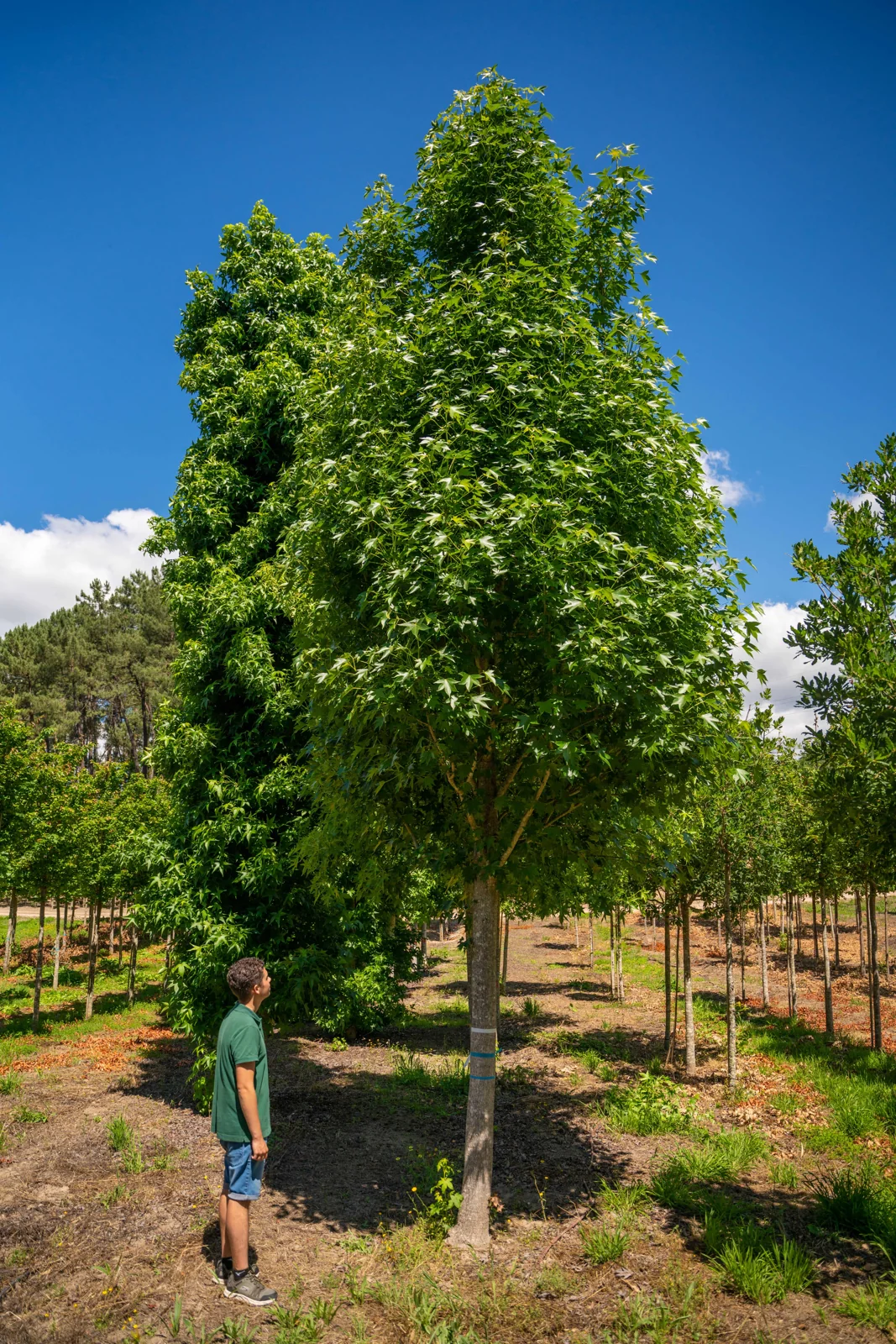 Liquidambar styraciflua 'Paarl'