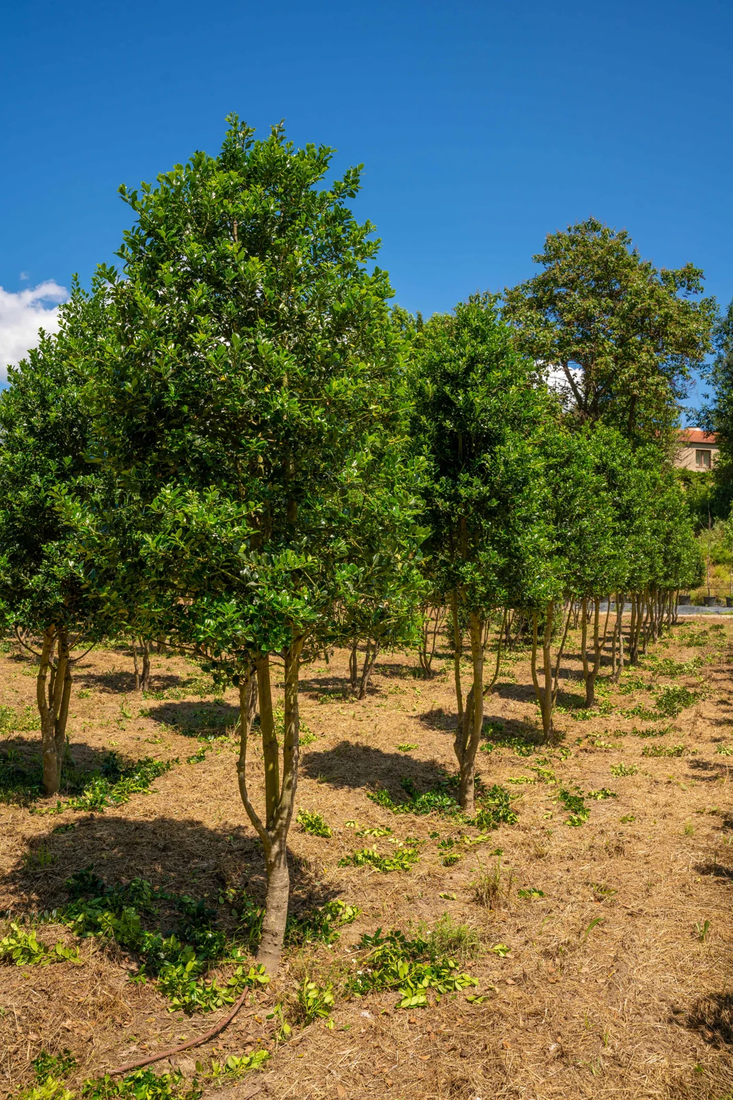 Ilex mutchagara 'Nellie R. Stevens'
