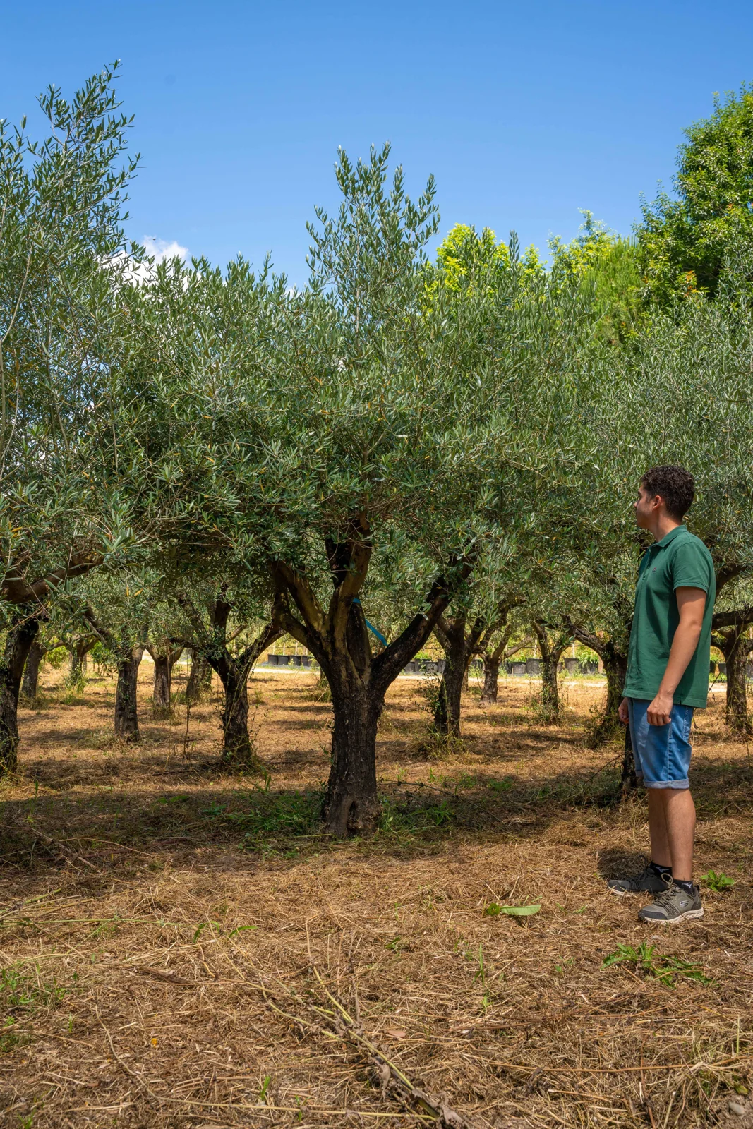 Olea europaea