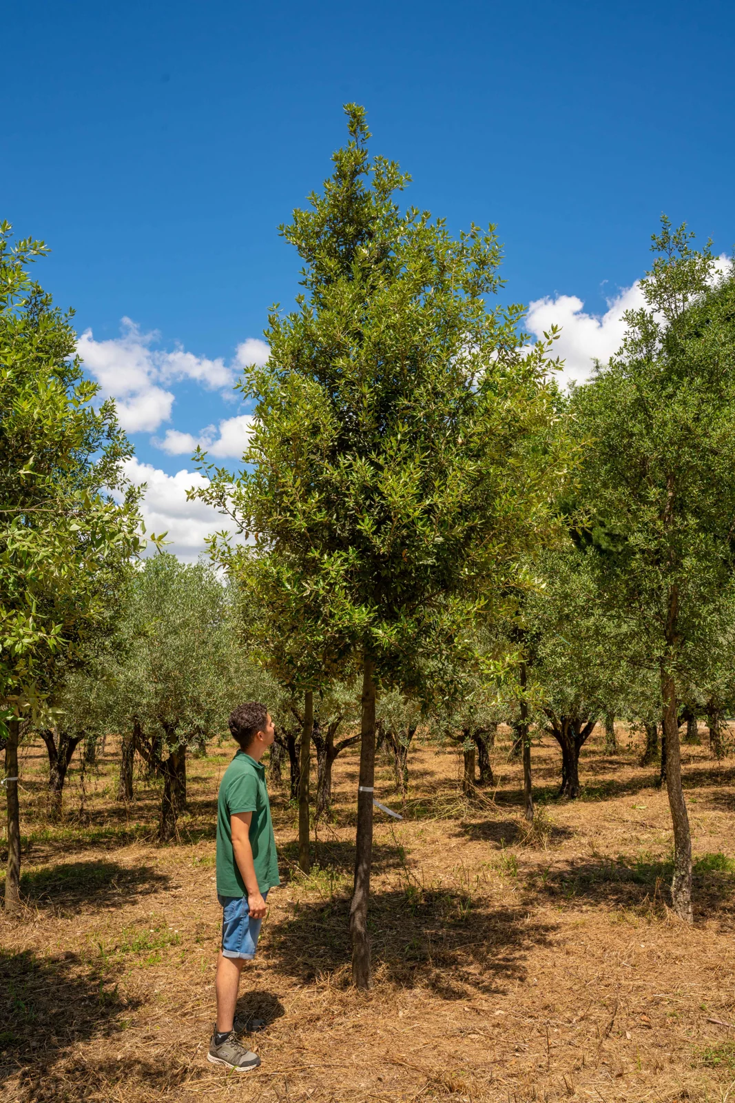 Quercus ilex