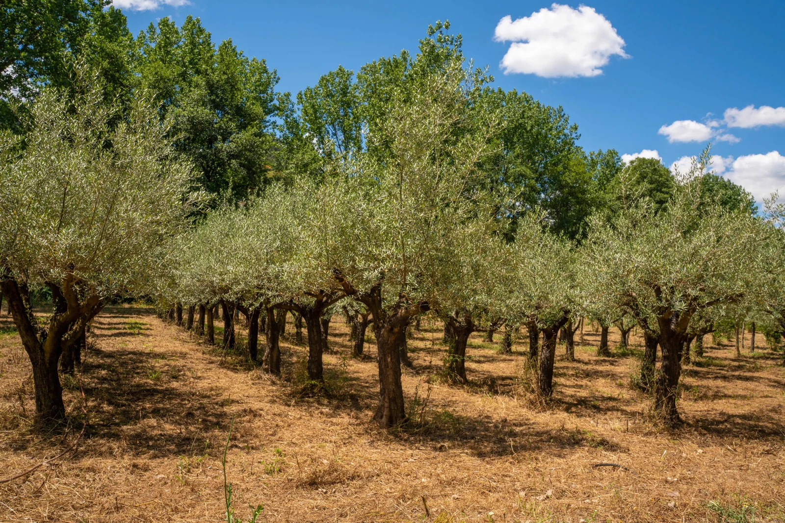 Olea europaea