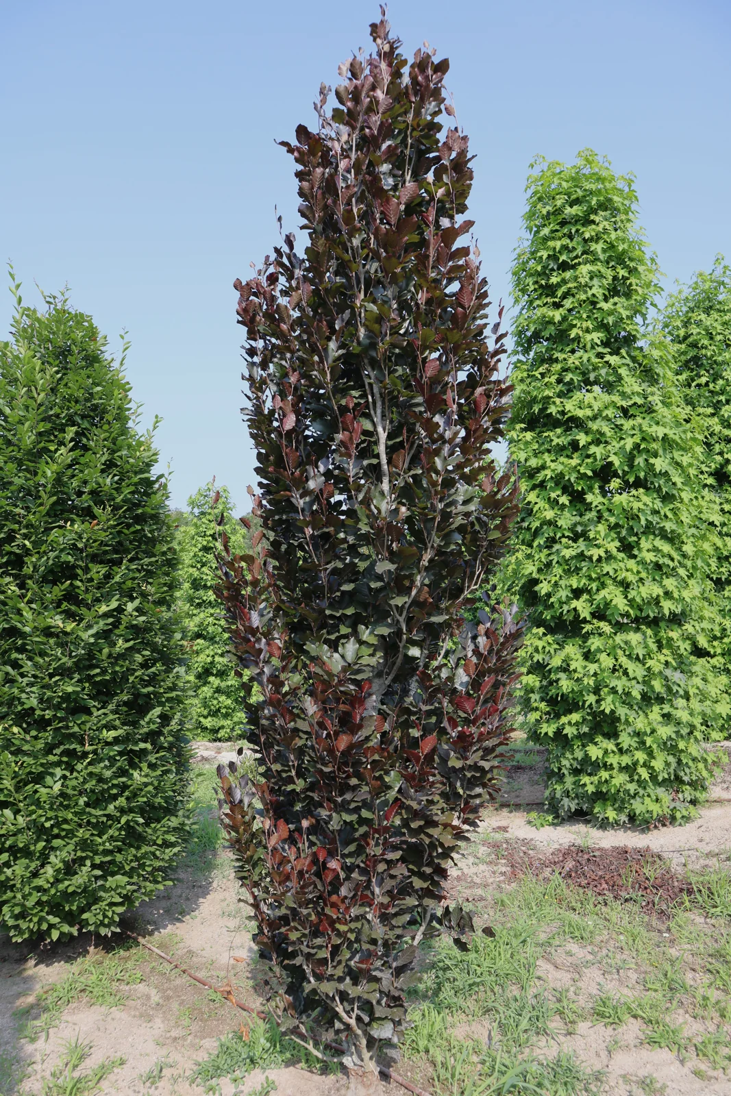 Faia 'Dawyck Purple'
