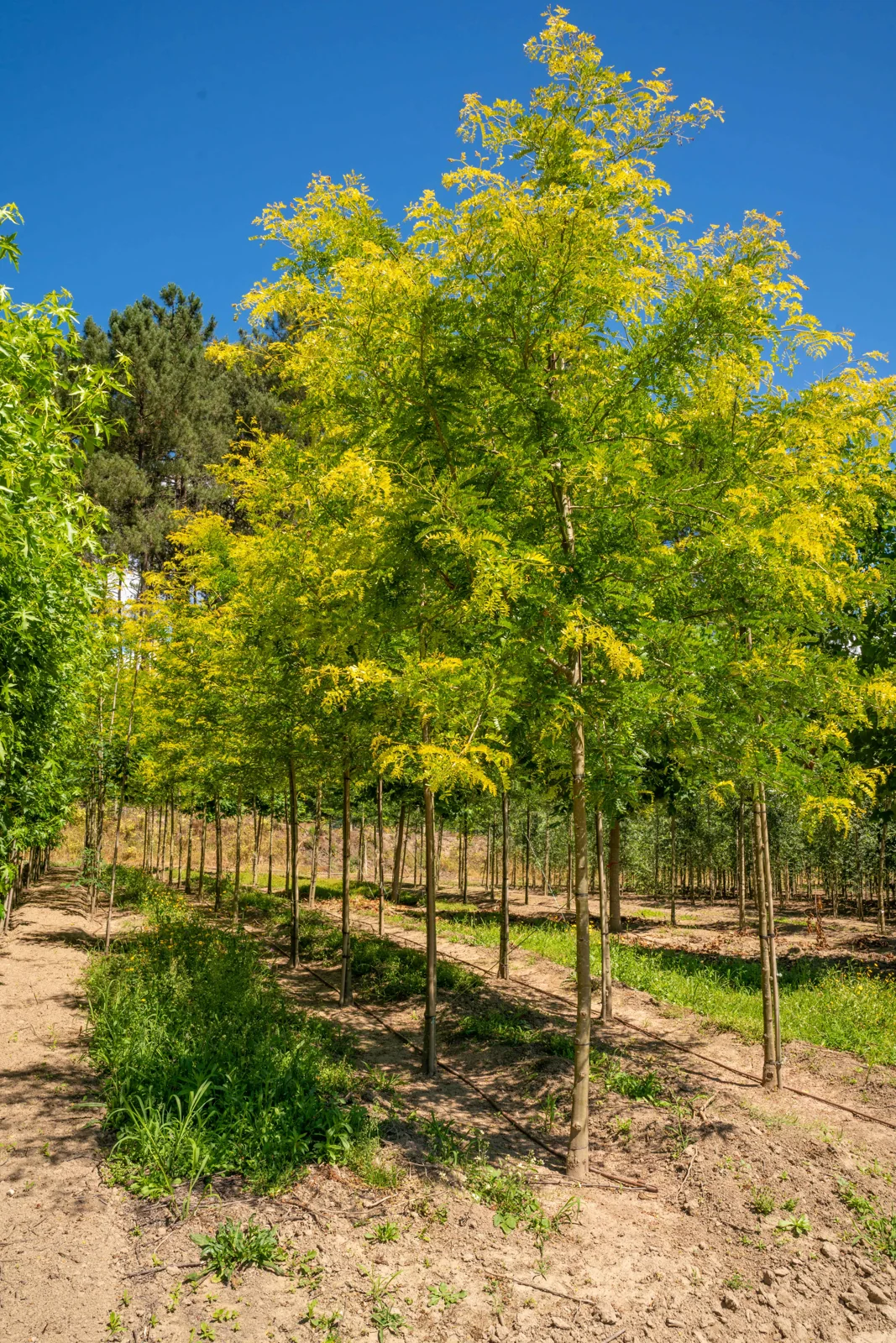 Gleditsia triacanthos 'Sunburst'