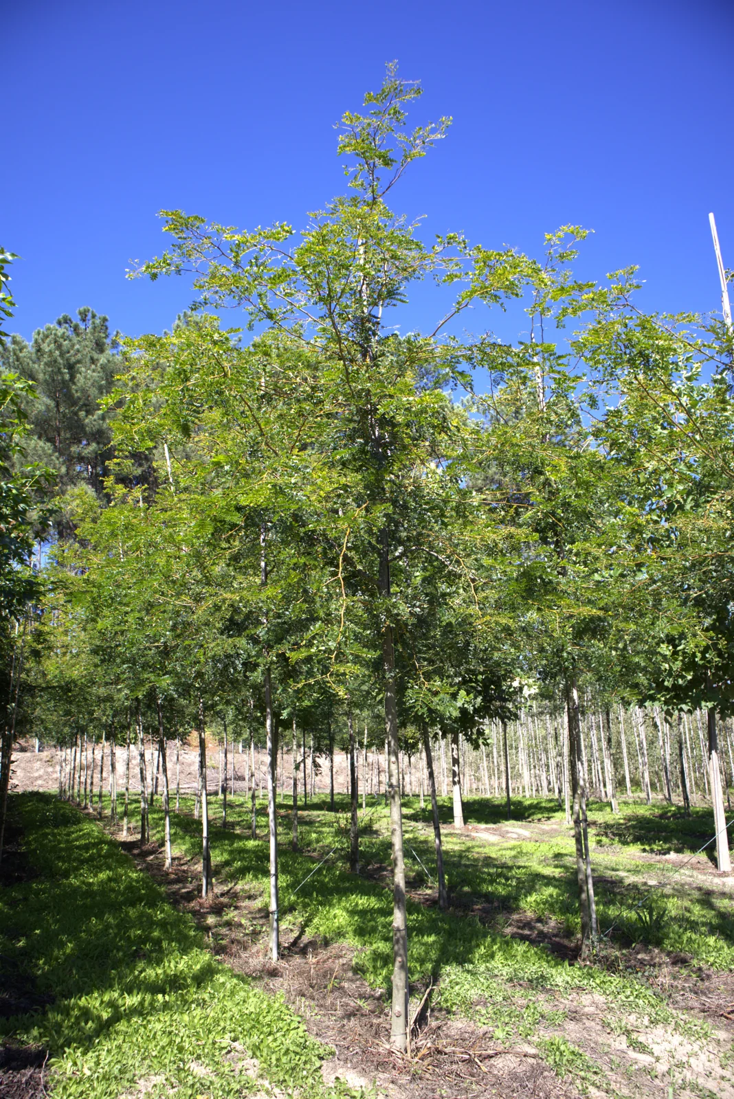 Espinheiro-da-virgínia 'Inermis'