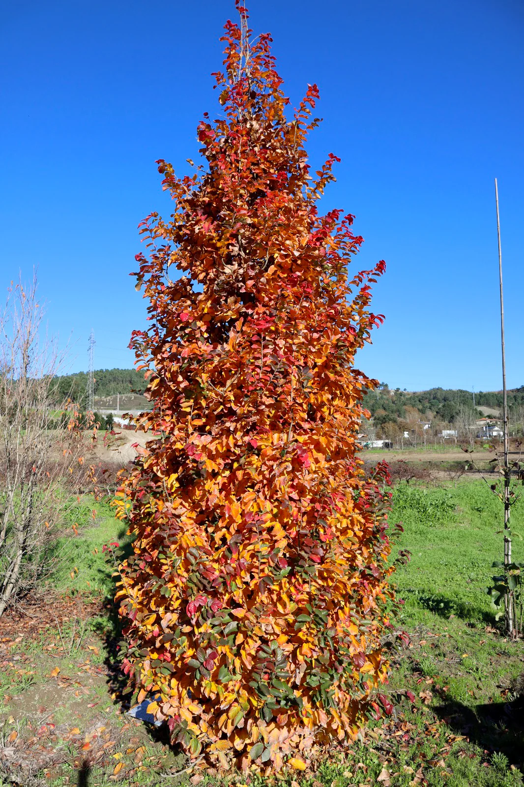 Parrotia persica 'Vanessa'