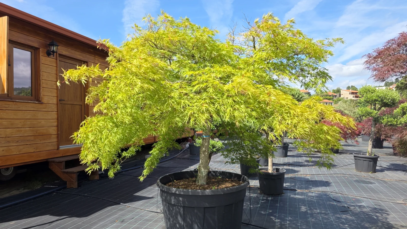Acer palmatum 'Dissectum'