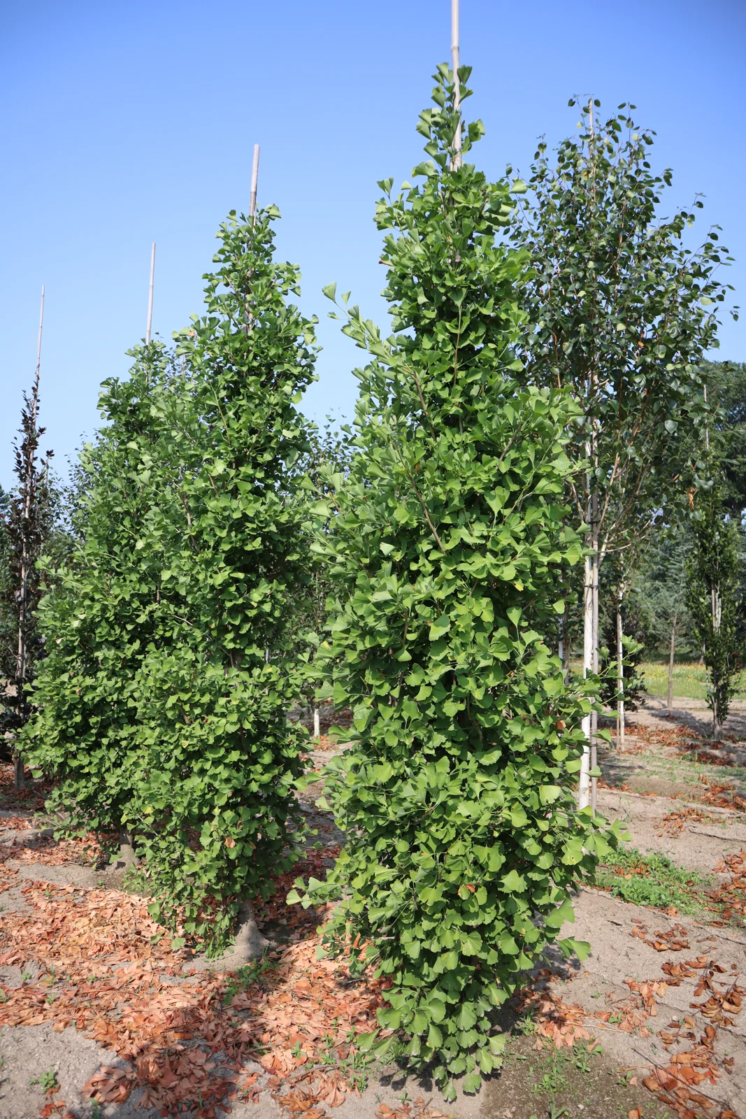 Ginkgo biloba 'Fastigiata'