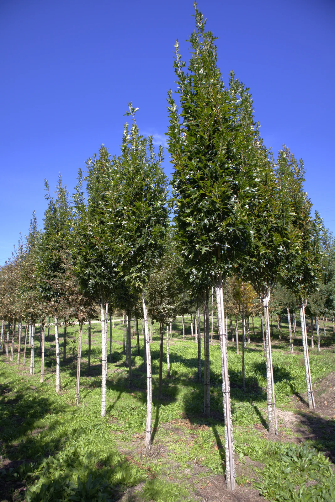 Quercus palustris 'Green Pillar'