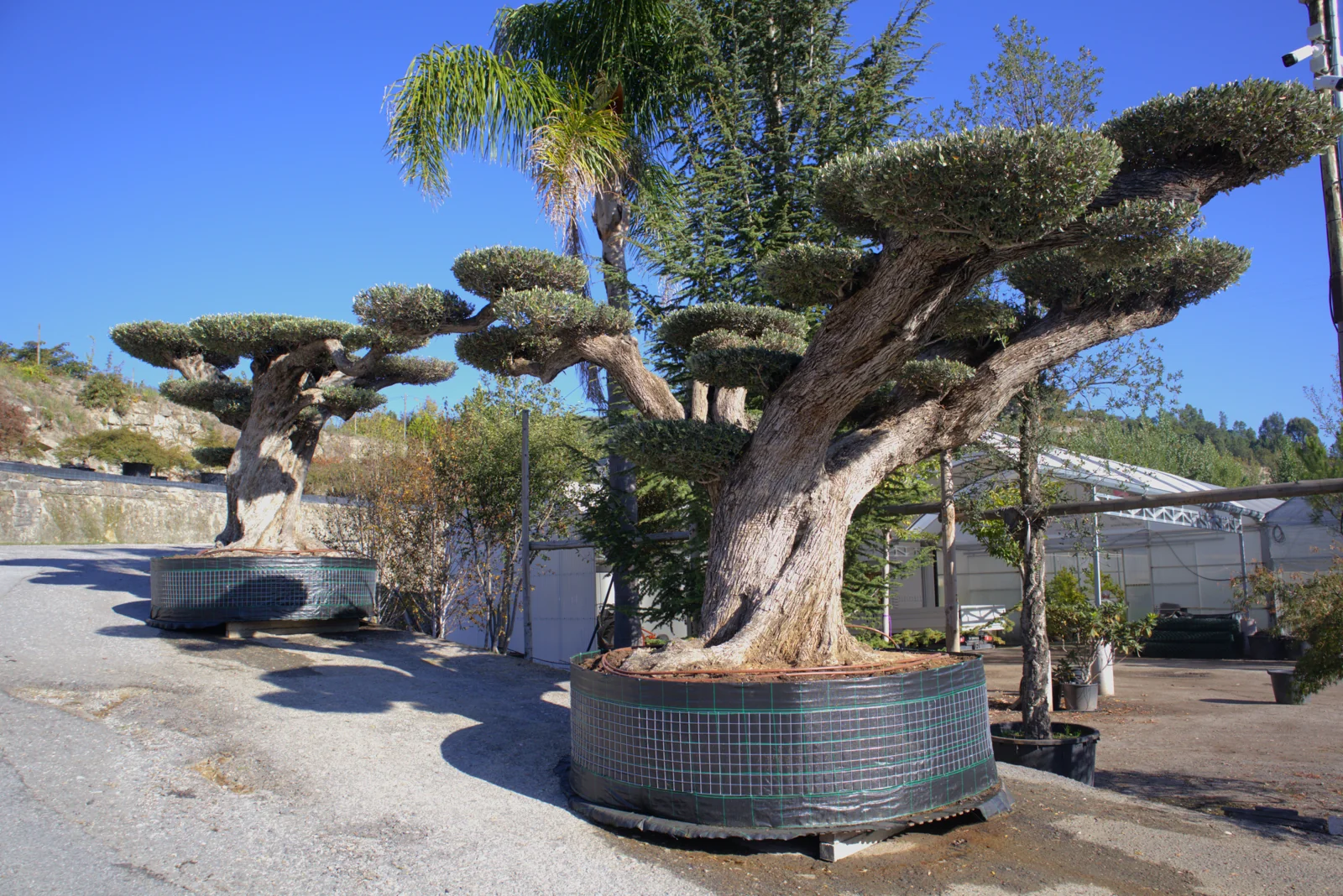 Olea europaea
