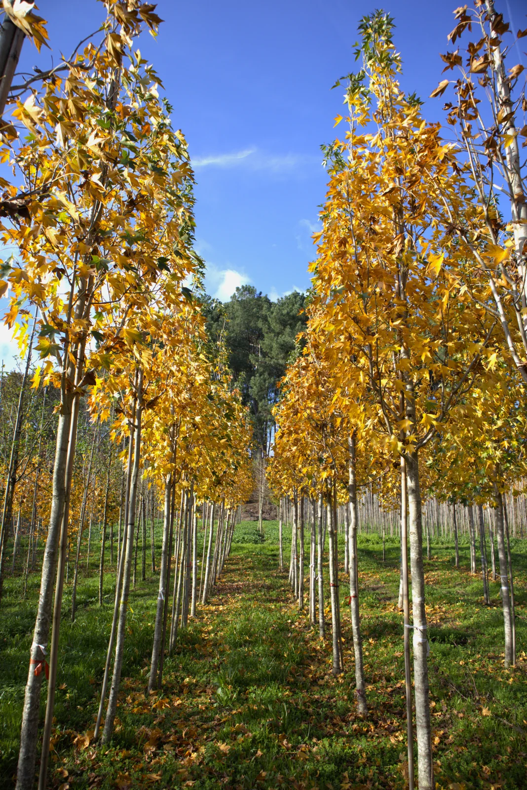 Liquidambar styraciflua 'Paarl'